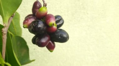 Syzygium cumini meyveleri. Myrtaceae ailesinin çiçek açan bitkisi. Diğer adı Malabar eriği, Java eriği, siyah erik, jamun ve jambolan. Bu meyvenin diyabetik özellikleri var. Hint jamunu..