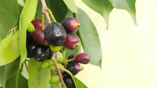 Frukter Syzygium Cumini Det Blommande Växt Familjen Myrtaceae Dess Övriga — Stockvideo