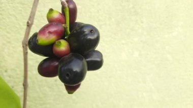 Syzygium cumini meyveleri. Myrtaceae ailesinin çiçek açan bitkisi. Diğer adı Malabar eriği, Java eriği, siyah erik, jamun ve jambolan. Bu meyvenin diyabetik özellikleri var. Hint jamunu..