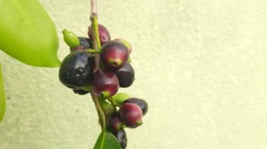 Syzygium cumini meyveleri. Myrtaceae ailesinin çiçek açan bitkisi. Diğer adı Malabar eriği, Java eriği, siyah erik, jamun ve jambolan. Bu meyvenin diyabetik özellikleri var. Hint jamunu..