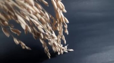 Siyah arka planda çeltik tohumu. Çeltik kulaklı. Çeltik tarlasında tahıl. Pirinç yakın çekim. Dünyanın en popüler tahılı..