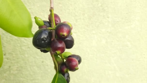 Syzygium Cumini Φρούτα Είναι Ανθοφόρο Φυτό Της Οικογένειας Myrtaceae Άλλα — Αρχείο Βίντεο