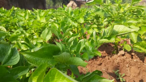 Planta Batata Horta Tubérculo Estrelado Plantasolanum Tuberosum Folhas Verdes Saudáveis — Vídeo de Stock