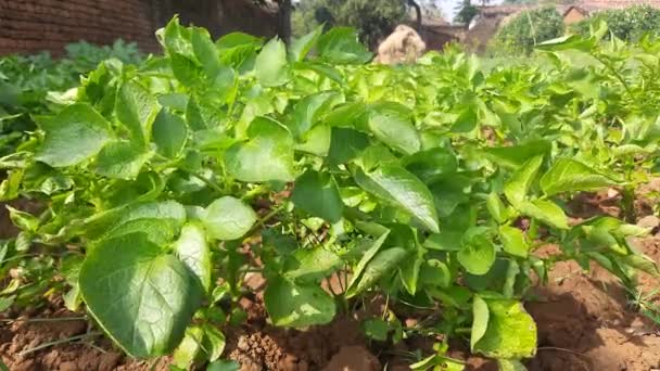 Burgonyanövény Zöldségkertben Solanum Tuberosum Keményítője Zöld Egészséges Levelek Fiatal Burgonyanövényből — Stock videók
