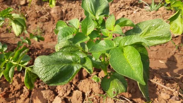 감자가 학명은 Theplantsolanum Tuberosum 식물의 건강에 잎이다 Thepotatois Aroot Veablenative — 비디오