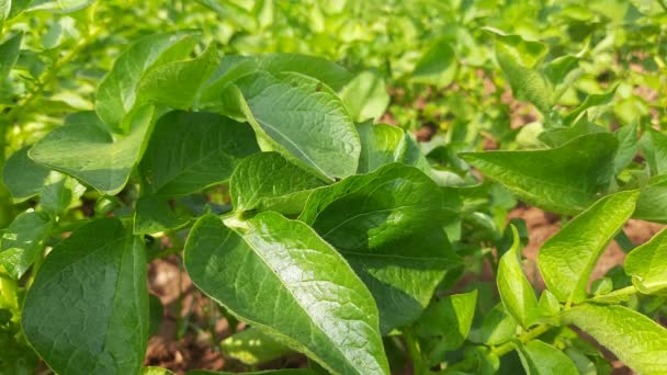 Sebze Bahçesinde Patates Solanum Tüberozum Bitkisinin Nişastası Genç Patates Bitkisinin — Stok video