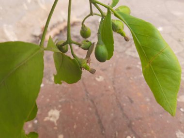 Bael 'in küçük meyvesi. Aegle marmelo (bael (bili veya bhel) olarak da bilinir) ayrıca Bengal ayva, altın elma, Japon acı portakalı, taş elma veya ahşap elma olarak da bilinir. Yaz mevsiminin en popüler meyvesi.. 