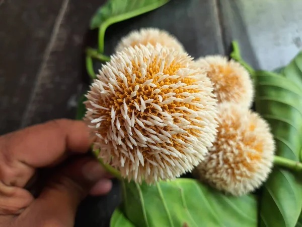 Fruta Neolamarckia Cadamba Seu Outro Namesburflower Árvore Laran Pinheiro Leichhardt — Fotografia de Stock