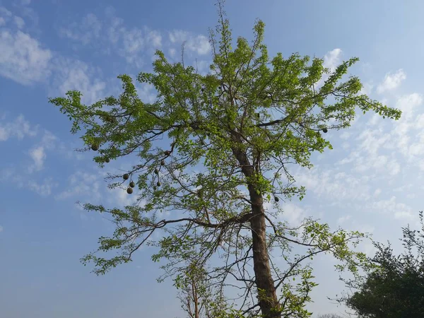 Árbol Frutal Cebo Con Fruta Fondo Del Cielo Aegle Marmelos — Foto de Stock