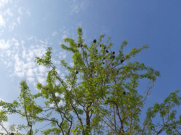 Bael Фруктовые Деревья Фруктами Небе Background Aegle Мармелас Широко Известный — стоковое фото