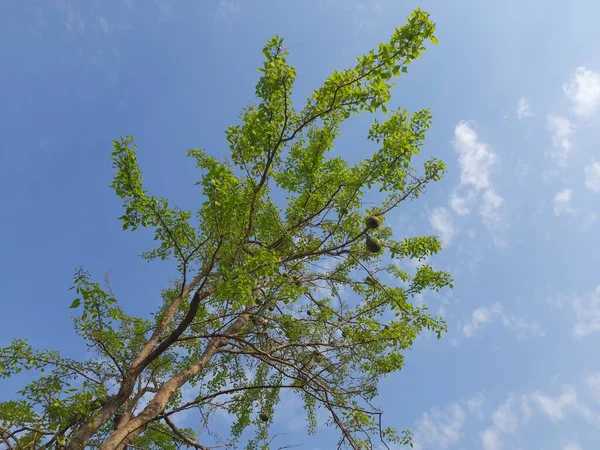 Bael Árvore Frutas Com Frutas Fundo Céu Aegle Marmelos Comumente — Fotografia de Stock