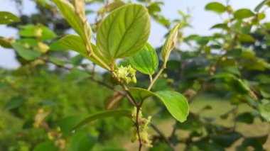 Ziziphus Mauritiana çiçekleri. Diğer adı ise Hint jujujube, Hint eriği, Çin tarihi, Çin elması ve smaç, Rhamnaceae familyasına ait bir atropicalfruit ağacı türüdür. Meyve çiçeği.. 