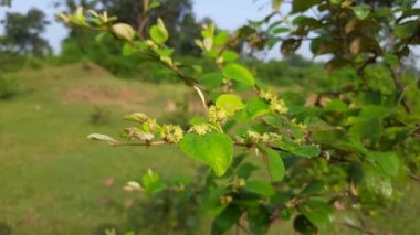 Ziziphus Mauritiana çiçekleri. Diğer adı ise Hint jujujube, Hint eriği, Çin tarihi, Çin elması ve smaç, Rhamnaceae familyasına ait bir atropicalfruit ağacı türüdür. Meyve çiçeği.. 