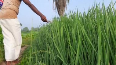 Bir çiftçi çeltik tarlasına elle dokunuyor. Mavi gökyüzünün altındaki çeltik tarlası. Paddy, Organik Tarım, Tarlada Pirinç. Çeltik tarlası kavramında tahıl. Yeşil pirinç bitkisinin kapağını kapatın.. 