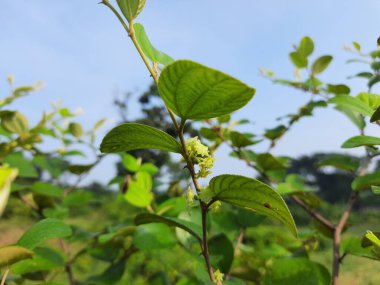 Ziziphus Mauritiana çiçekleri. Diğer adı ise Hint jujujube, Hint eriği, Çin tarihi, Çin elması ve smaç, Rhamnaceae familyasına ait bir atropicalfruit ağacı türüdür. Meyve çiçeği.. 