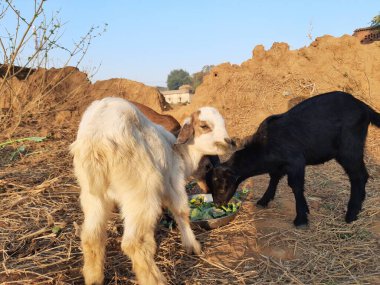 Yavru keçiler yaprak yiyor. Siyah Bangal Keçi Bebekleri. Keçiler yem yiyor. Tarladaki küçük keçiler. evcil hayvanlar. 300 'den fazla keçi türü var. Capra aegagrus hircus.