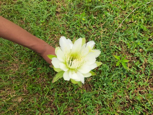 Bílá Kaktusová Květina Botanická Zahrada Denního Světla Původní Rostlina Ameriky — Stock fotografie