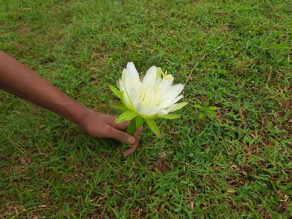 Kaktüsün Beyaz Çiçeği Gün Işığı Ndaki Botanik Bahçesi Amerika Nın — Stok fotoğraf