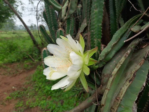 Bílá Kaktusová Květina Botanická Zahrada Denního Světla Původní Rostlina Ameriky — Stock fotografie