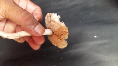 Siyah arka planda doğal mantar. Mantar mantarı dışkısı. Etli, spor taşıyan, meyve veren bir vücut. Tipik olarak toprakta, toprakta ya da besin kaynağında üretilir..