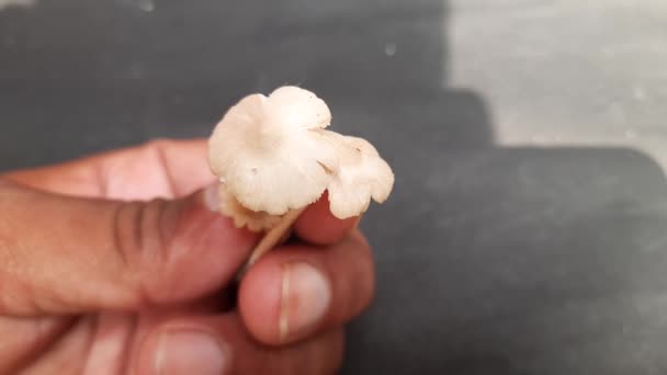 Cogumelo Natural Fundo Preto Cogumelo Ortoadstoolé Corpo Frutífero Afungus Normalmente — Vídeo de Stock