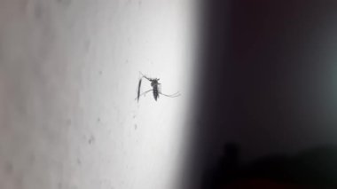 Sivrisinek duvarda oturur. Kanatlı böcek. Beyaz bir duvarda oturan sivrisineğin makro görüntüsü. Dang, sıtma bu sivrisineğin ısırığından dolayı birçok hastalığa neden olabilir..