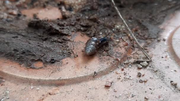 Schnecke Läuft Asnailis Lockeren Worten Eine Schneckenschnecke Häufigsten Wird Der — Stockvideo