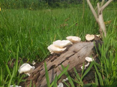 Vahşi beyaz mantar. Çürüyen ağaç ormanındaki mantar. Ağaç kabuğunda bilezik mantarı. Bir mantar ökaryotik organizma grubunun herhangi bir üyesidir. Diğer adı mantar ve mantar. Kurumuş odunlarda yetişir..