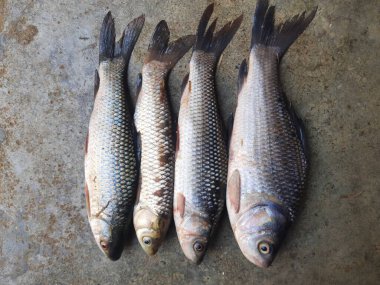 Rohu balığı. Sazan familyasından bir balık türü. Diğer adı Rui Fish, Roho Labeo, Labeo Rohita.Güney Asya 'daki nehirlerde bulunur. Büyük bir hepçildir ve su kültüründe yaygın olarak kullanılır..