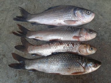 Rohu balığı. Sazan familyasından bir balık türü. Diğer adı Rui Fish, Roho Labeo, Labeo Rohita.Güney Asya 'daki nehirlerde bulunur. Büyük bir hepçildir ve su kültüründe yaygın olarak kullanılır..
