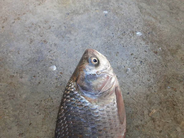 Rohu Fisch Ist Eine Fischart Aus Der Familie Der Karpfen — Stockfoto