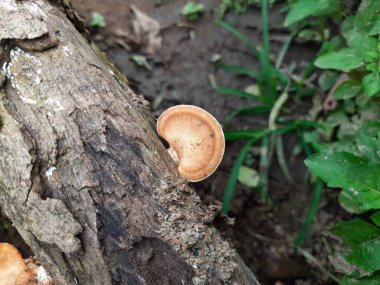 Vahşi mantar. Çürüyen ağaç ormanındaki mantar. Ağaç kabuğunda bilezik mantarı. Bir mantar ökaryotik organizma grubunun herhangi bir üyesidir. Diğer adı mantar ve mantar. Kurumuş odunlarda yetişir..
