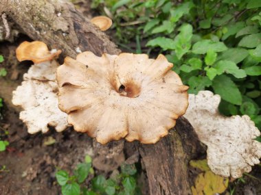 Vahşi mantar. Çürüyen ağaç ormanındaki mantar. Ağaç kabuğunda bilezik mantarı. Bir mantar ökaryotik organizma grubunun herhangi bir üyesidir. Diğer adı mantar ve mantar. Kurumuş odunlarda yetişir..