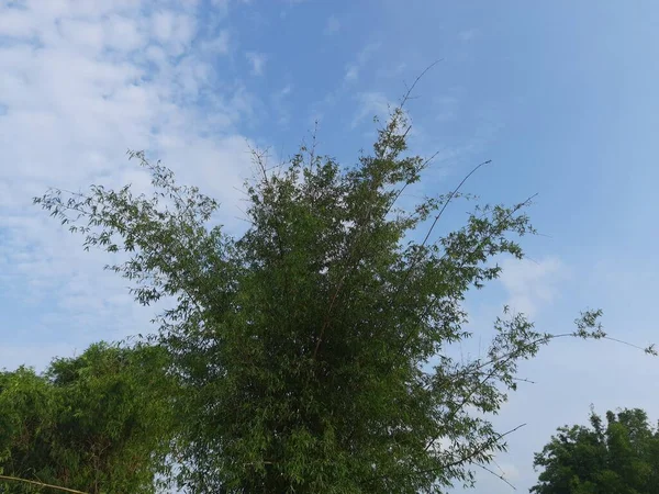 Árbol Bambú Fondo Del Cielo Azul Los Bambúes Son Plantas — Foto de Stock