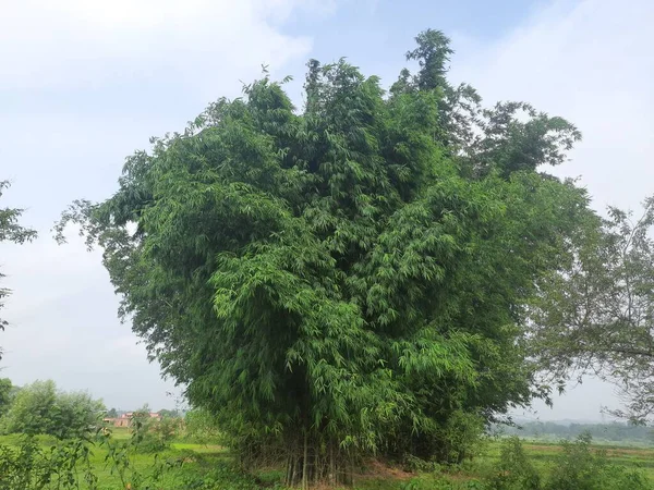 Drzewo Bambusa Tle Niebieskiego Nieba Bambus Jest Wiecznie Zielonymi Roślinami — Zdjęcie stockowe