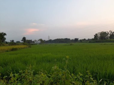 Gün batımında pirinç tarlası. Çeltik tarlasında güzel altın rengi günbatımı. Gün batımında mavi gökyüzüyle çeltik tarlası. Hindistan 'da pirinç tarlası. 