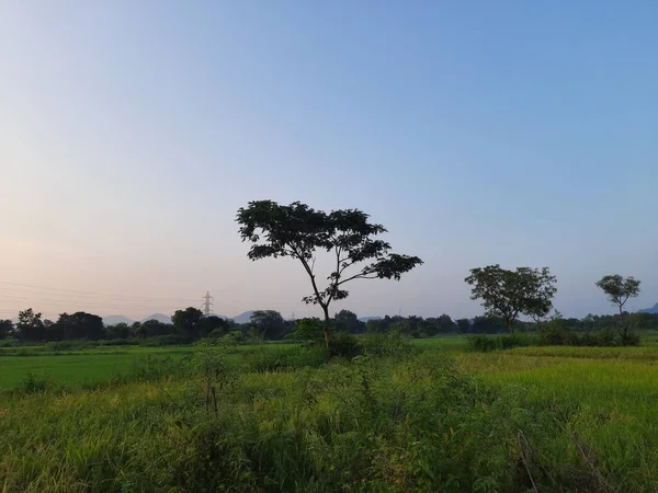 Risfält Vid Solnedgången Vacker Goldn Färg Solnedgång Paddy Field Paddyfält — Stockfoto