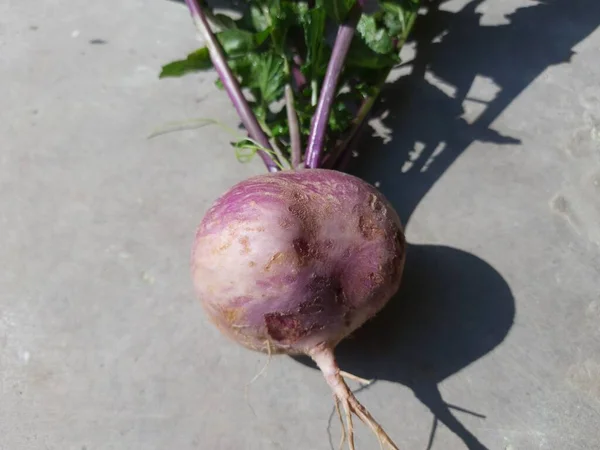 Remolacha Con Hojas Remolacha Porción Adecuada Una Planta Remolacha Sus —  Fotos de Stock