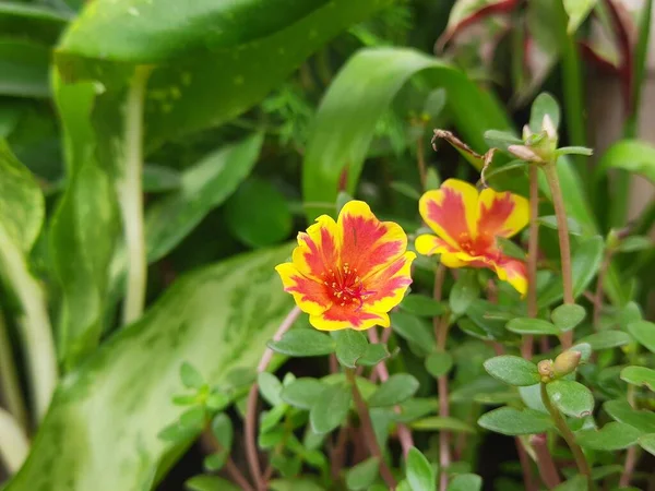 Portulaca Grandiflora Flower Itis Asucculentflowering Plantin的科 Portulaceae 原产于阿根廷 还有别的名字 包括玫瑰苔藓 — 图库照片