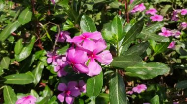 Pembe kataranthus gül yağmurdan sonra bahçede açar. Gül menekşesi, Catharanthus gülü, yaygın olarak parlak gözler olarak bilinir. Madagaskar veya Periwinkle veya Vinca çiçeği, (Catharanthus roseus) .sadabahar.
