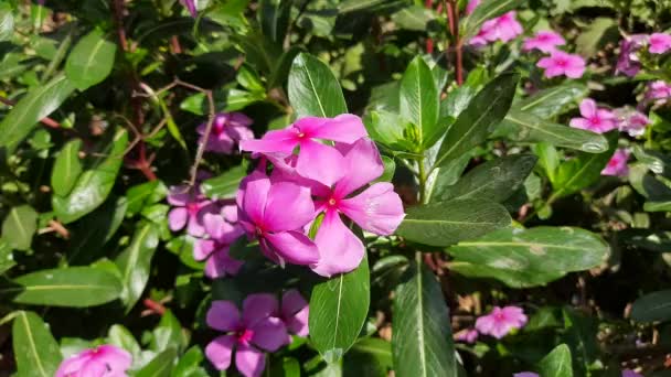 Рожевий Катарантус Розквітає Саду Після Дощу Rose Perwinkle Catharhus Roseus — стокове відео