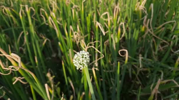 Cipolla Fiorita Allium Nel Giardino Estivo Impianto Cipolla Fiorente Giardino — Video Stock