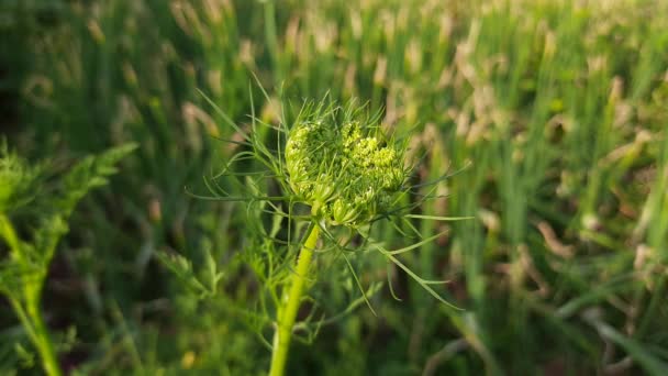 Jest Marchewkowe Kwiaty Koronka Królowej Anny Lub Makro Daucus Carota — Wideo stockowe