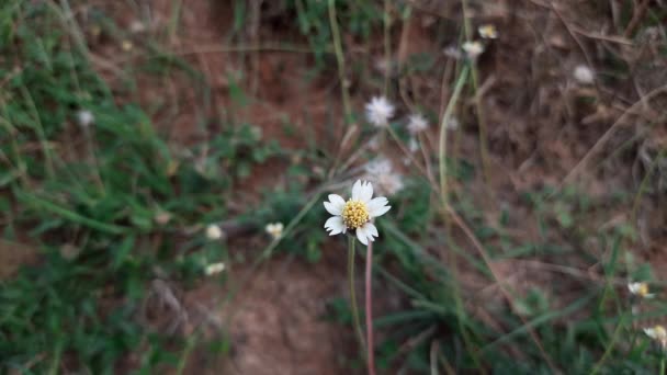 Tridax Procumbens Широко Известный Coatbuttons Tridax Daisy Является Разновидностью Цветущего — стоковое видео