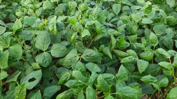 Pianta Cowpea Nell Orto Cowpea Vigna Unguiculata Legume Erbaceo Annuale — Video Stock