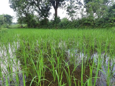 Çeltik tarlasını yeni ektim. Çok popüler bir mısır gevreği. Hindistan 'ın çeltik ekimi. Yeşil pirinç tarlasını kapatın. Yağmur mevsiminde yeşil çeltik bitkisi. Pirinç ektikten hemen sonra çeltik arazisi.
