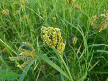 Eleusine coracana veya parmak darı bitkileri. Hindistan 'da Ragi ve Madua ve Nepal' de Kodo olarak adlandırılır. Yıllık otçul bitkidir. Afrika ve Asya 'da yaygın olarak mısır gevreği olarak yetişir..