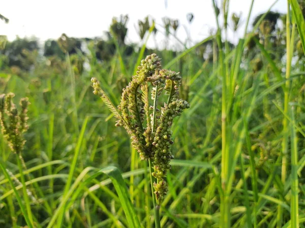 Eleusine Coracana Plantas Dedo Painço Chamado Ragi Madua Índia Kodo — Fotografia de Stock