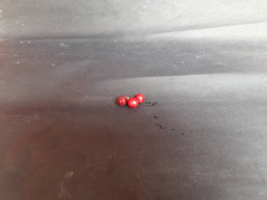 Giloy 'un kırmızı meyvesi. Tinospora cordifolia, terk edilmiş ay tohumu, guduchi ve giloy olarak da bilinir, Menisperpermaceegenous familyasından bir şarap türüdür..