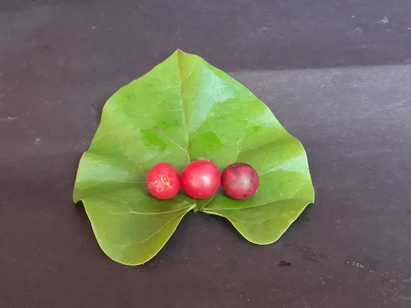 Buah Merah Dari Giloy Tinospora Cordifolia Yang Dikenal Dengan Nama — Stok Foto